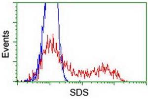 HEK293T cells transfected with either RC217814 overexpress plasmid (Red) or empty vector control plasmid (Blue) were immunostained by anti-SDS antibody (ABIN2455365), and then analyzed by flow cytometry. (serine Dehydratase 抗体)
