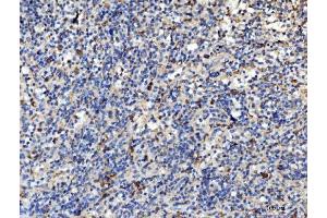 IHC analysis of PLD3 using anti-PLD3 antibody (ABIN7599439).