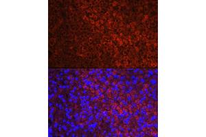Immunofluorescence (IF) image for anti-Cytochrome P450, Family 11, Subfamily A, Polypeptide 1 (CYP11A1) (AA 40-320) antibody (ABIN1512804)