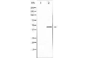 Western blot analysis of extracts from COS-7 cells, using CALR antibody. (Calreticulin 抗体  (N-Term))