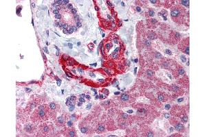 Anti-AGT / Angiotensinogen antibody IHC of human liver. (AGT 抗体  (Internal Region))