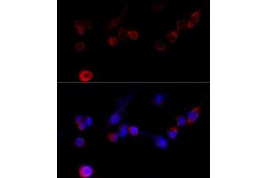 Immunofluorescence analysis of NIH/3T3 cells using Filamin A antibody (ABIN7267206) at dilution of 1:100 (40x lens). (Filamin A 抗体  (C-Term))