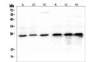 Western blot analysis of mtTFA using anti- mtTFA antibody (pb9447). (TFAM 抗体  (N-Term))