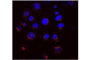 Merged picture of KR-10 (red) with DAPI (blue) in NRK cells. (KDELR1 抗体)