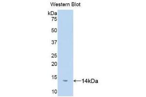 Detection of Recombinant DDT, Human using Polyclonal Antibody to D-Dopachrome Tautomerase (DDT) (DDT 抗体  (AA 2-118))
