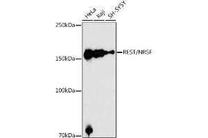 Western blot analysis of extracts of various cell lines, using REST/NRSF antibody (ABIN6133458, ABIN6146870, ABIN6146872 and ABIN6222980) at 1:1000 dilution. (REST 抗体  (AA 760-1060))