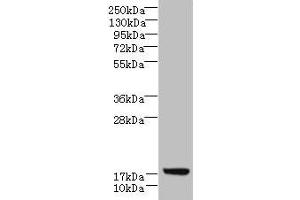 Western blot All lanes: LLCFC1 antibody at 3. (Uncharacterized Protein C7orf34 (LLCFC1) (AA 29-122) 抗体)
