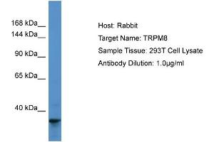 Host: Rabbit Target Name: TRPM8 Sample Type: 293T Whole Cell lysates Antibody Dilution: 1. (TRPM8 抗体  (N-Term))