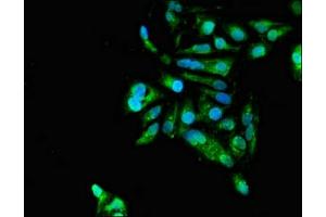 Immunofluorescent analysis of Hela cells using ABIN7154490 at dilution of 1:100 and Alexa Fluor 488-congugated AffiniPure Goat Anti-Rabbit IgG(H+L) (GAS7 抗体  (AA 1-153))