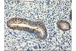Image no. 6 for anti-Calpain 9 (CAPN9) antibody (ABIN1497092)