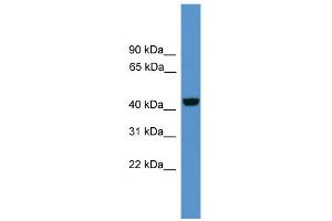WB Suggested Anti-Wnt10a Antibody Titration: 0. (WNT10A 抗体  (Middle Region))