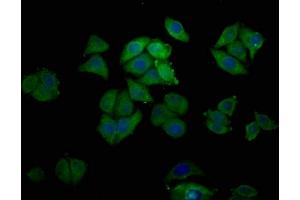 Immunofluorescence staining of Hela cells with ABIN7164649 at 1:200, counter-stained with DAPI. (Epiregulin 抗体  (AA 144-160))