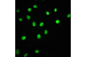 Immunofluorescence staining of A549 cells(treated with 100 mM EGF for 20 min) with ABIN7127679 at 1:63,counter-stained with DAPI.