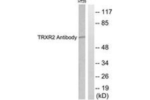 Western blot analysis of extracts from HT29 cells, using TRXR2 Antibody. (TXNRD2 抗体  (AA 471-520))