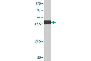 Western Blotting (WB) image for anti-Fibrinogen alpha Chain (FGA) (AA 1-218) antibody (ABIN515603)