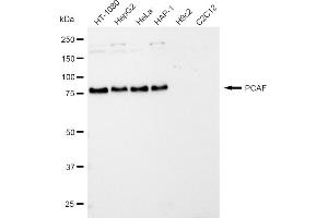 Western blotting analysis using PCAF antibody (ABIN7799154).