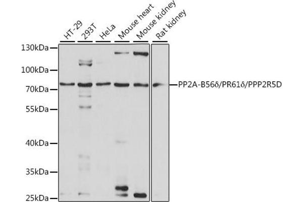 PPP2R5D 抗体  (AA 450-550)