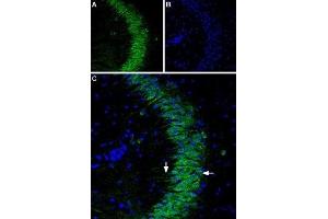 Immunohistochemistry (IHC) image for anti-Purinergic Receptor P2Y, G-Protein Coupled, 1 (P2RY1) (AA 207-220), (Extracellular) antibody (Atto 488) (ABIN7043585)
