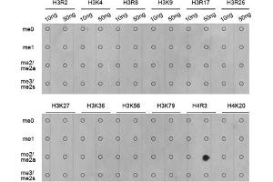 Dot-blot analysis of all sorts of methylation peptides using Asymmetric DiMethyl-Histone H4-R3 antibody (ABIN3016059, ABIN3016060, ABIN3016061, ABIN1680261 and ABIN6219537). (Histone H4 抗体  (2meArg3))