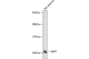 Western blot analysis of extracts of Rat plasma using NPFF Polyclonal Antibody at dilution of 1:500. (Neuropeptide FF 抗体)