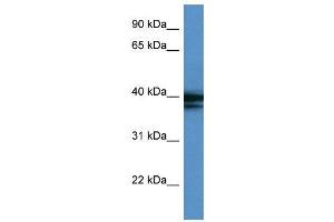 WB Suggested Anti-HNRPAB  Antibody Titration: 0. (HNRNPAB 抗体  (C-Term))