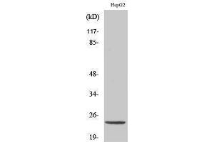 Western Blotting (WB) image for anti-ATP Synthase, H+ Transporting, Mitochondrial Fo Complex, Subunit D (ATP5H) (C-Term) antibody (ABIN3179885) (ATP5H 抗体  (C-Term))