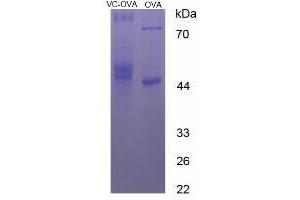 Image no. 2 for Ascorbic Acid (Vitamin C) protein (Ovalbumin) (ABIN1880288) (Vitamin C Protein (Ovalbumin))