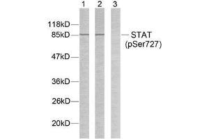 Western blot analysis of extracts from HeLa cells using STAT3 (phospho-Ser727) antibody (E011046). (STAT3 抗体  (pSer727))