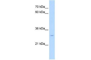 WB Suggested Anti-NR5A2 Antibody Titration:  0. (NR5A2 + LRH1 抗体  (Middle Region))