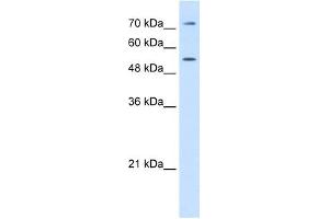 LBP antibody used at 0. (LBP 抗体  (C-Term))