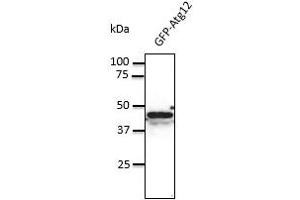Anti-Atg12 Ab at 1/500 dilution, 293HEK teils transfected with GFP-Atg12, lysate at 100 µg per Iane, rabbit polyclonal to goat IgG (HRP) at 1/10,000 dilution, (ATG12 抗体  (N-Term))