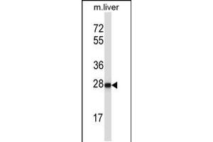 Western blot analysis in mouse liver tissue lysates (35ug/lane). (HELT 抗体  (AA 131-160))