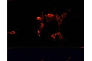Immunofluorescence analysis of NIH/3T3 cells using ERK1 / ERK2 Polyclonal Antibody at dilution of 1:100. (ERK1/2 抗体)