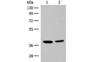 Western blot analysis of K562 and HEPG2 cell lysates using MRM1 Polyclonal Antibody at dilution of 1:400 (MRM1 抗体)