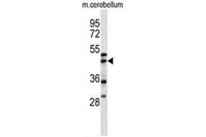ACTR1A Antibody (Center) western blot analysis in mouse cerebellum tissue lysates (35µg/lane).