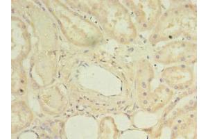 Immunohistochemistry of paraffin-embedded human kidney tissue using ABIN7150796 at dilution of 1:100 (DYRK4 抗体  (AA 201-520))
