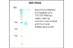 SDS-PAGE (SDS) image for Erythropoietin (EPO) (Active) protein (ABIN5509957) (EPO 蛋白)