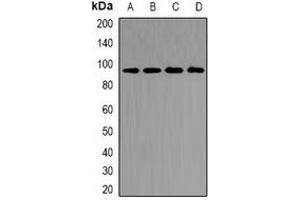 Western blot analysis of CD2AP expression in MCF7 (A), SW480 (B), mouse kidney (C), rat kidney (D) whole cell lysates. (CD2AP 抗体)