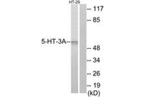 Western blot analysis of extracts from HT-29 cells, using 5-HT-3A Antibody. (Serotonin Receptor 3A 抗体  (AA 161-210))
