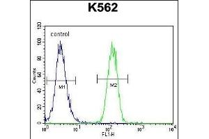 FOXI3 Antibody (Center) (ABIN655439 and ABIN2844973) flow cytometric analysis of K562 cells (right histogram) compared to a negative control cell (left histogram). (FOXI3 抗体  (AA 157-186))