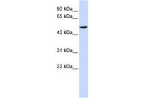 Image no. 1 for anti-Cytochrome B-561 (CYB561) (AA 72-121) antibody (ABIN6743079) (CYB561 抗体  (AA 72-121))