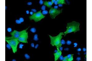 Anti-CCM2 mouse monoclonal antibody (ABIN2454942) immunofluorescent staining of COS7 cells transiently transfected by pCMV6-ENTRY CCM2 (RC201418). (CCM2 抗体)