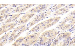 Detection of GAL2 in Mouse Stomach Tissue using Polyclonal Antibody to Galectin 2 (GAL2) (Galectin 2 抗体  (AA 1-130))