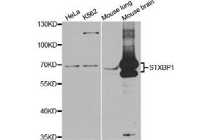 Western Blotting (WB) image for anti-Syntaxin Binding Protein 1 (STXBP1) antibody (ABIN1876608) (STXBP1 抗体)