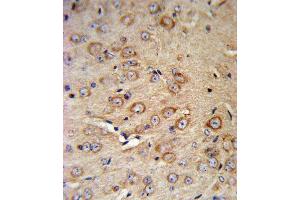 CRHR2 Antibody IHC analysis in formalin fixed and paraffin embedded mouse brain tissue followed by peroxidase conjugation of the secondary antibody and DAB staining. (CRHR2 抗体  (N-Term))