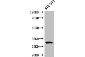 Western Blot Positive WB detected in: NIH/3T3 whole cell lysate All lanes: HLA-DQB1 antibody at 3 μg/mL Secondary Goat polyclonal to rabbit IgG at 1/50000 dilution Predicted band size: 30 kDa Observed band size: 30 kDa (HLA-DQB1 抗体  (AA 128-175))