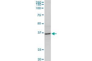 AVEN monoclonal antibody (M08), clone 2B10. (AVEN 抗体  (AA 71-170))