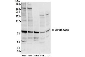 anti-N-Acylaminoacyl-Peptide Hydrolase (APEH) (AA 150-200) antibody