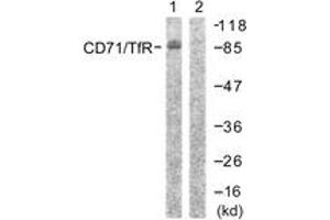 Western blot analysis of extracts from 293 cells, treated with PMA 125ng/ml 30' , using CD71/TfR (Ab-24) Antibody. (Transferrin Receptor 抗体  (AA 15-64))