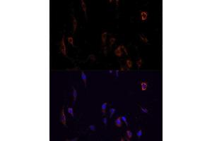 Immunofluorescence (IF) image for anti-Occludin (OCLN) (AA 263-522) antibody (ABIN6144996)